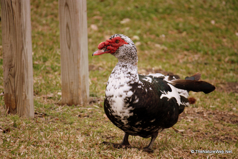 Muscovy Duck